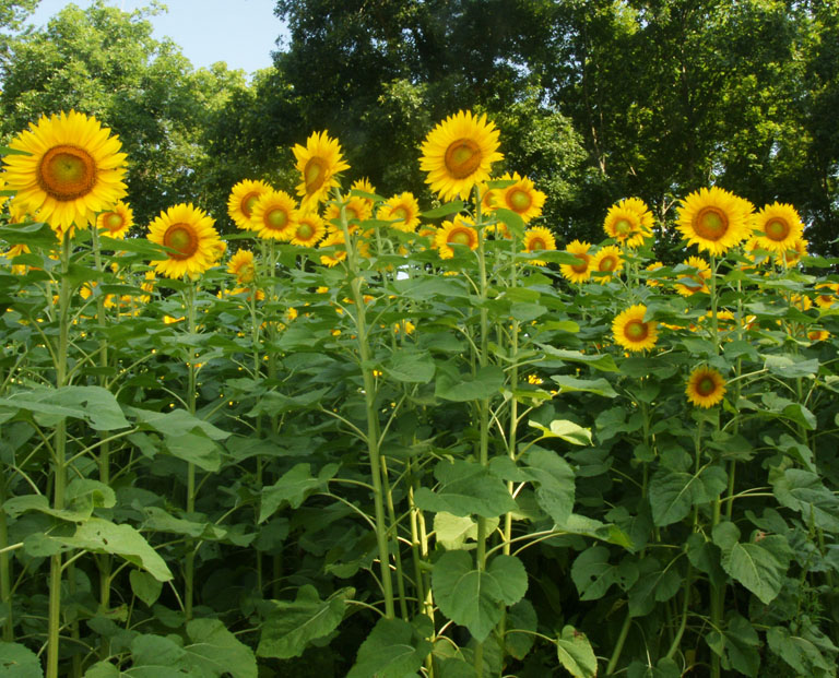 {2010717}Buttonwood Sunflower Farm393 copy